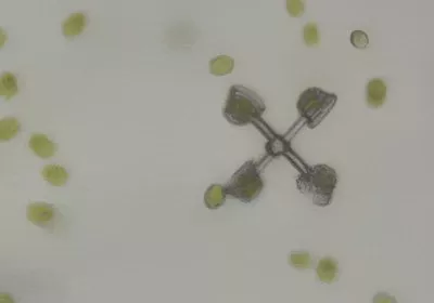 researchers robots biology algae